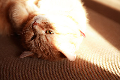 姜猫肖像图片下载