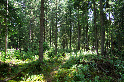 森林图片下载