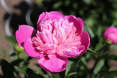 牡丹，粉红色的花在盛开，牡丹灌木丛特写图片下载