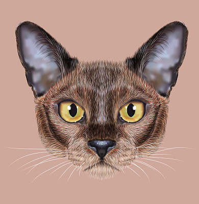 插图缅甸猫肖像。图片下载