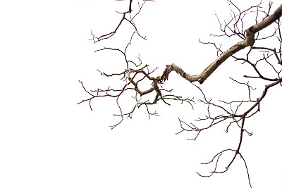 光秃秃的树枝图片下载