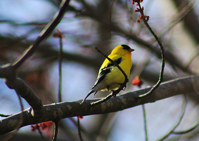 黄色莺图片下载