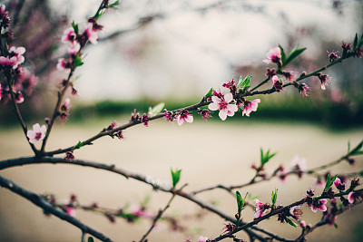 春天开花图片下载