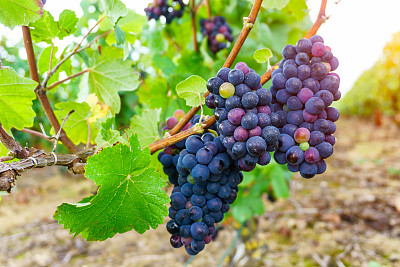 法国兰斯香槟地区秋收的葡萄近距离采摘素材图片