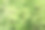 盛开的刺槐树的背景图片下载