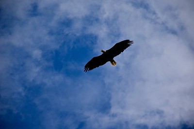 头顶秃鹰翱翔图片下载