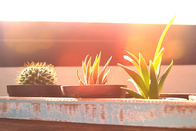 小仙人掌在木盒里放着五颜六色的灯图片下载