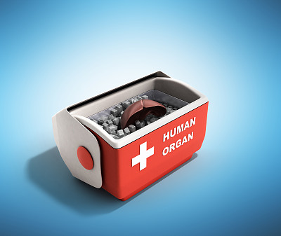器官运输概念开人体器官冰箱盒子红色3d渲染背景图片下载