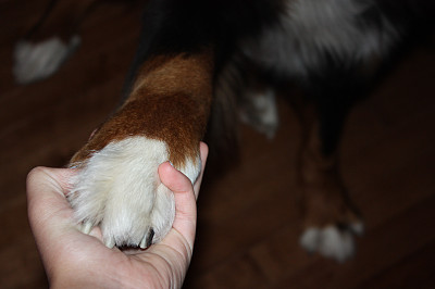 给一个爪子图片下载