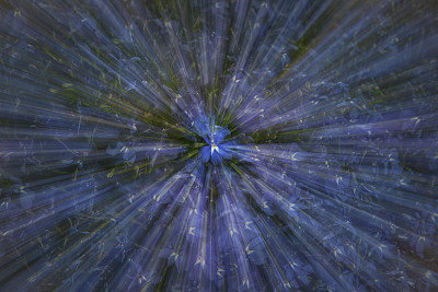 特写照片变焦模糊的小蓝色半边莲花图片下载