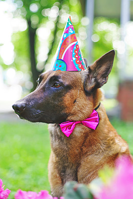 照片中，一只比利时牧羊犬马利诺斯戴着粉色的领结和生日帽，坐在户外，旁边是一朵粉红色的杜鹃花图片下载