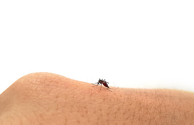 近距离观察蚊子在孤立的白色背景上吸人血图片下载