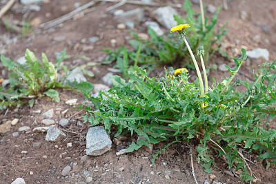 黄色的蒲公英生长在灰色的石头在春天图片下载
