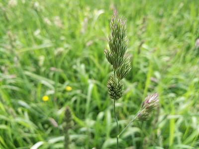 新鲜植物在田间的特写图片下载