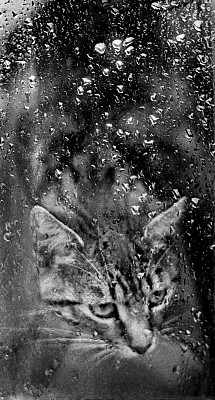 下雨天的猫图片下载