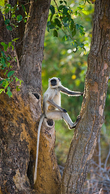 叶猴坐在树上。图片下载