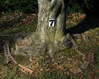 树数字7。图片下载