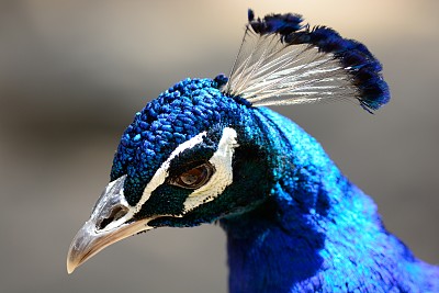 孔雀的头图片下载