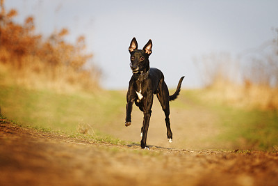 黑色的，欢快的，乐观的，有趣的惠比特狗跑着，飞着图片下载