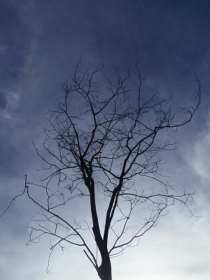 紫色天空下的树图片下载