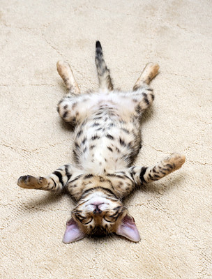 小猫睡图片下载