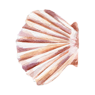 新鲜的蛤蜊插图。手绘水彩在白色的背景。素材图片