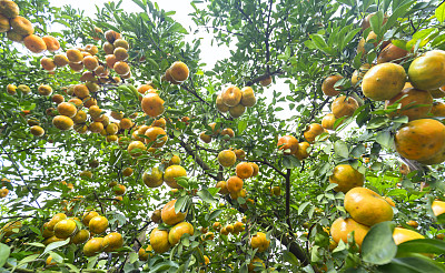 成熟的橘子挂在树枝上的特写图片下载