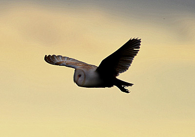 仓鸮是一种猛禽，在日落黄昏时飞行图片下载