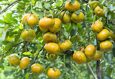 成熟的橘子挂在树枝上的特写图片下载