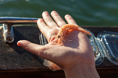 人的手掌上的虾的特写图片下载