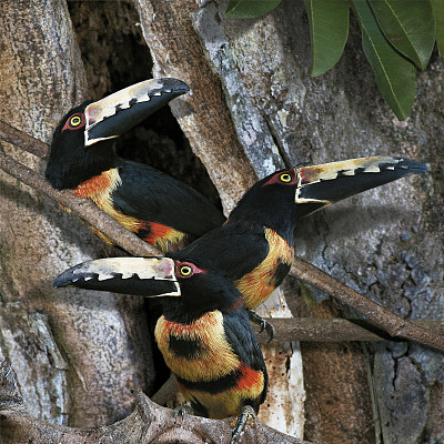 钩状动脉图片下载