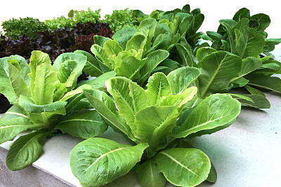 水培蔬菜农场在白色的背景图片下载