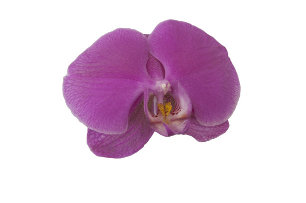 单一的兰花图片下载