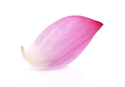 特写荷花花瓣上的白色背景图片下载