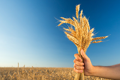在蓝天和麦田的背景下，男性的手拿着成熟的金色的小麦球果素材图片