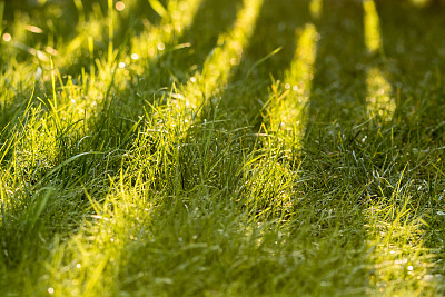 阳光和阴影在草地上嬉戏图片下载