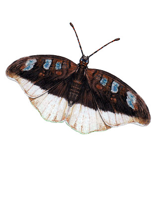 蝴蝶画图片下载