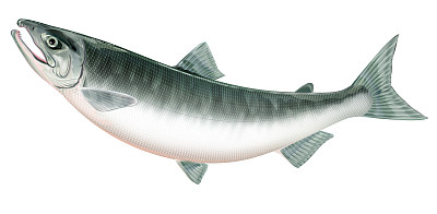 大马哈鱼图片下载