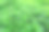 薄荷照片素材ID：171126736