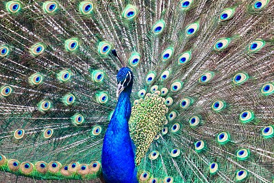 孔雀图片下载