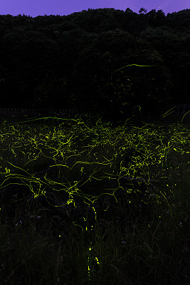 萤火虫图片下载