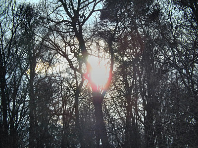 植物园图片下载