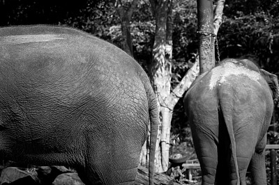 动物园里的动物图片下载