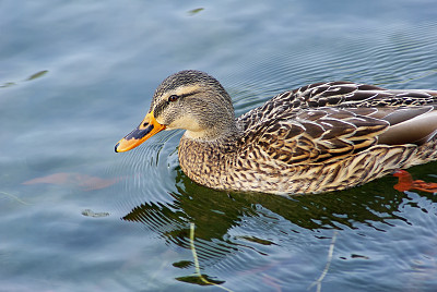 野鸭游泳素材图片
