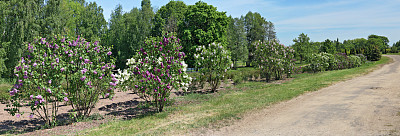 在乡村公路附近种植不同等级的丁香幼树。阳光明媚，春日美景尽收眼底。几张户外照片的拼贴画。图片下载