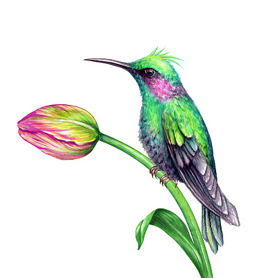 白色背景上的蜂鸟和郁金香水彩插画素材图片