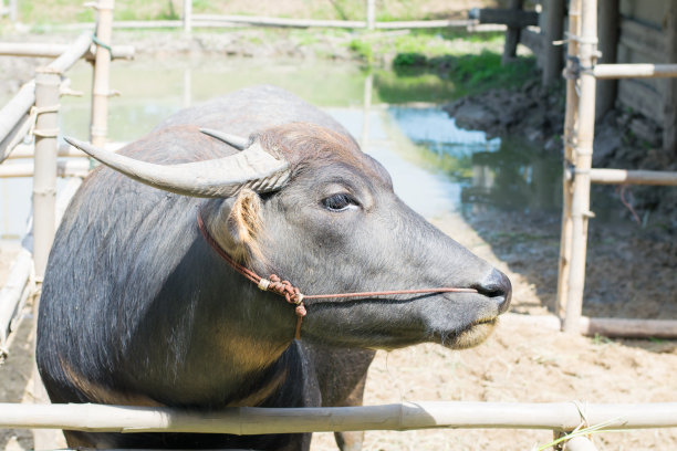 水牛在农场的肖像图片下载