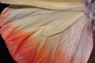 蝴蝶翅膀2图片下载