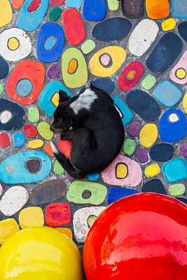 快乐的狗图片下载