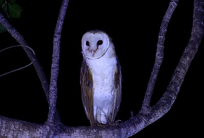 精品枭图片下载